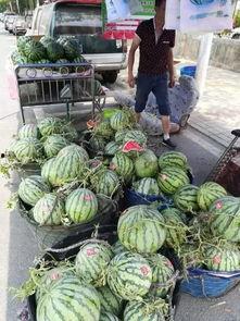 广西柳州网红吃瓜事件,一场网络狂欢背后的争议与反思