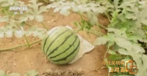 新疆吃瓜网红事件后续,真相发酵，网络舆论风向转变