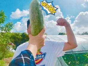 吃瓜网红故事简介