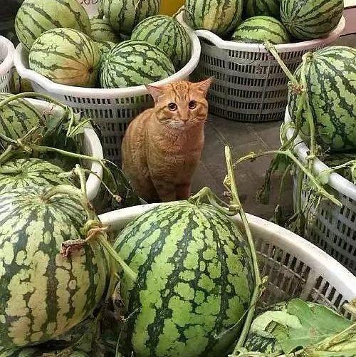 网红吃瓜视频都在哪看到